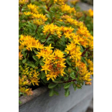 Очиток квітконосний Вейхенстефанер Голд | Sedum floriferum Weihenstephaner Gold | Очиток цветоносный Вейхенстефанер Голд