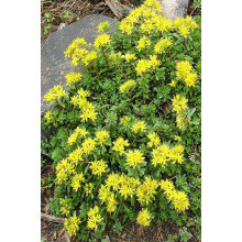 Очиток квітконосний Вейхенстефанер Голд | Sedum floriferum Weihenstephaner Gold | Очиток цветоносный Вейхенстефанер Голд
