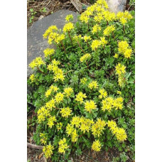 Очиток квітконосний Вейхенстефанер Голд | Sedum floriferum Weihenstephaner Gold | Очиток цветоносный Вейхенстефанер Голд