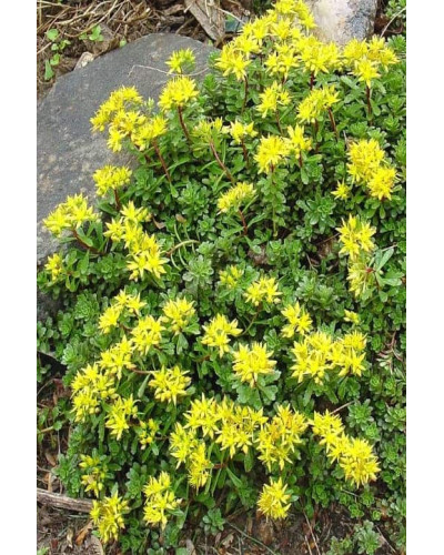 Очиток квітконосний Вейхенстефанер Голд | Sedum floriferum Weihenstephaner Gold | Очиток цветоносный Вейхенстефанер Голд