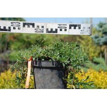 Очиток квітконосний Вейхенстефанер Голд | Sedum floriferum Weihenstephaner Gold | Очиток цветоносный Вейхенстефанер Голд