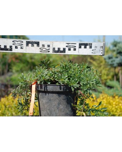 Очиток квітконосний Вейхенстефанер Голд | Sedum floriferum Weihenstephaner Gold | Очиток цветоносный Вейхенстефанер Голд