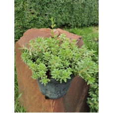 Очиток квітконосний Вейхенстефанер Голд | Sedum floriferum Weihenstephaner Gold | Очиток цветоносный Вейхенстефанер Голд