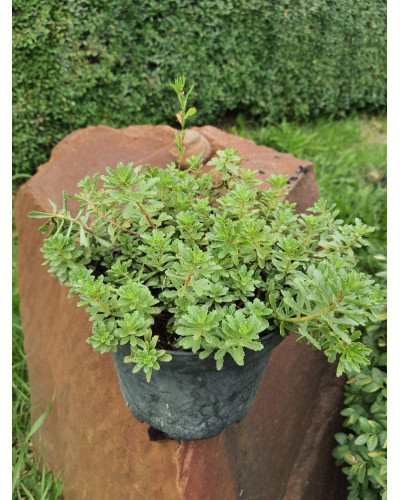 Очиток квітконосний Вейхенстефанер Голд | Sedum floriferum Weihenstephaner Gold | Очиток цветоносный Вейхенстефанер Голд