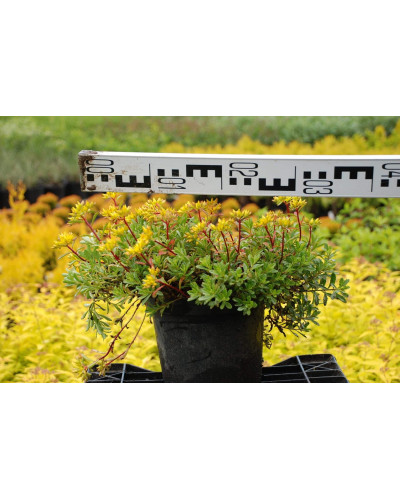 Очиток квітконосний Вейхенстефанер Голд | Sedum floriferum Weihenstephaner Gold | Очиток цветоносный Вейхенстефанер Голд