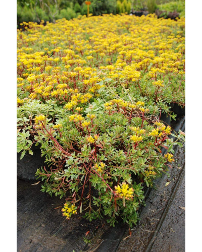 Очиток квітконосний Вейхенстефанер Голд | Sedum floriferum Weihenstephaner Gold | Очиток цветоносный Вейхенстефанер Голд