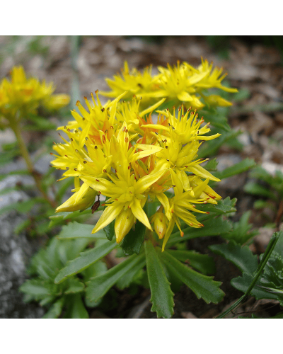 Очиток квітконосний Вейхенстефанер Голд | Sedum floriferum Weihenstephaner Gold | Очиток цветоносный Вейхенстефанер Голд