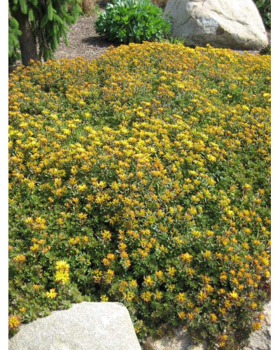 Очиток квітконосний Вейхенстефанер Голд | Sedum floriferum Weihenstephaner Gold | Очиток цветоносный Вейхенстефанер Голд