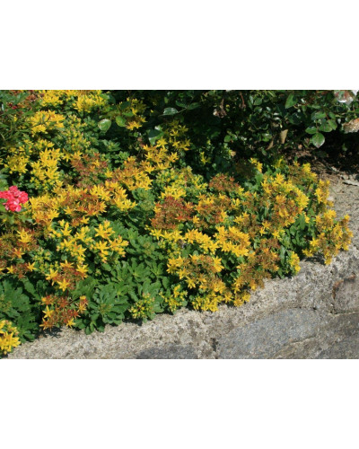 Очиток квітконосний Вейхенстефанер Голд | Sedum floriferum Weihenstephaner Gold | Очиток цветоносный Вейхенстефанер Голд