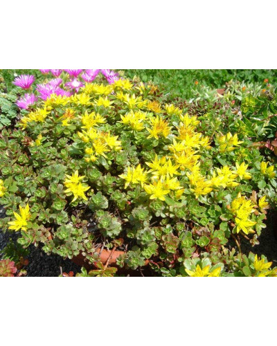 Очиток квітконосний Вейхенстефанер Голд | Sedum floriferum Weihenstephaner Gold | Очиток цветоносный Вейхенстефанер Голд