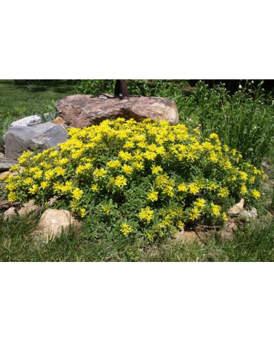 Очиток квітконосний Вейхенстефанер Голд | Sedum floriferum Weihenstephaner Gold | Очиток цветоносный Вейхенстефанер Голд