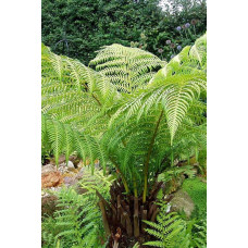 Папороть / Орляк звичайний | Pteridium aquilinum | Папоротник / Орляк обыкновенный