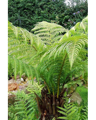 Папороть / Орляк звичайний | Pteridium aquilinum | Папоротник / Орляк обыкновенный