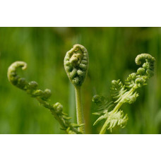 Папороть / Орляк звичайний | Pteridium aquilinum | Папоротник / Орляк обыкновенный