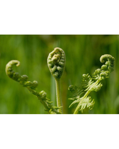 Папороть / Орляк звичайний | Pteridium aquilinum | Папоротник / Орляк обыкновенный