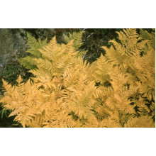 Папороть / Орляк звичайний | Pteridium aquilinum | Папоротник / Орляк обыкновенный