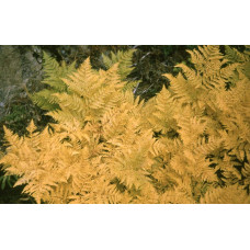 Папороть / Орляк звичайний | Pteridium aquilinum | Папоротник / Орляк обыкновенный