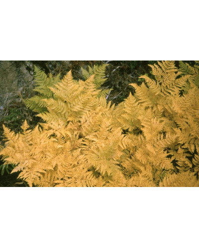 Папороть / Орляк звичайний | Pteridium aquilinum | Папоротник / Орляк обыкновенный