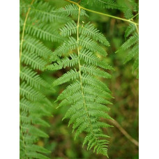 Папороть / Орляк звичайний | Pteridium aquilinum | Папоротник / Орляк обыкновенный