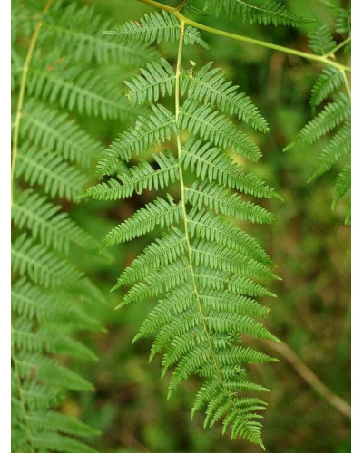 Папороть / Орляк звичайний | Pteridium aquilinum | Папоротник / Орляк обыкновенный