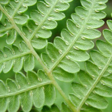 Папороть / Орляк звичайний | Pteridium aquilinum | Папоротник / Орляк обыкновенный