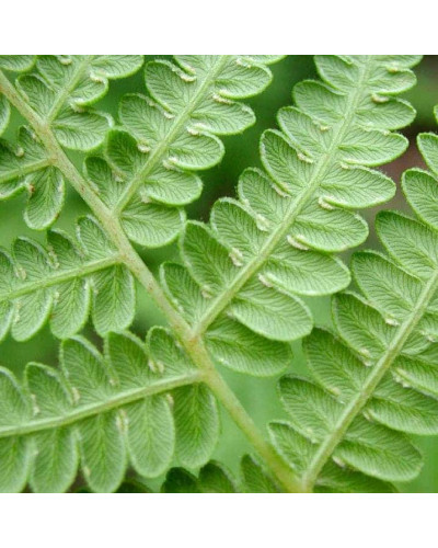 Папороть / Орляк звичайний | Pteridium aquilinum | Папоротник / Орляк обыкновенный