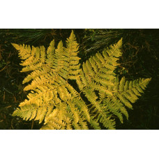 Папороть / Орляк звичайний | Pteridium aquilinum | Папоротник / Орляк обыкновенный