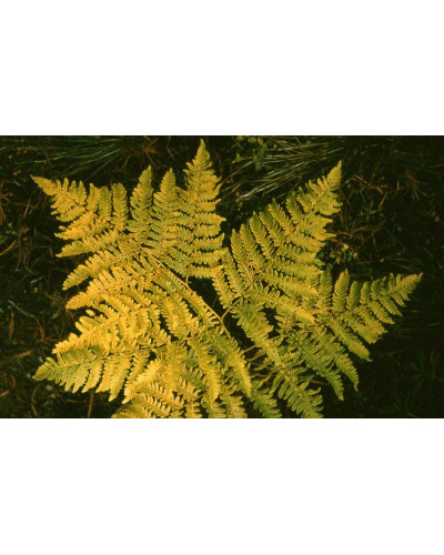 Папороть / Орляк звичайний | Pteridium aquilinum | Папоротник / Орляк обыкновенный