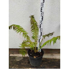 Папороть / Орляк звичайний | Pteridium aquilinum | Папоротник / Орляк обыкновенный