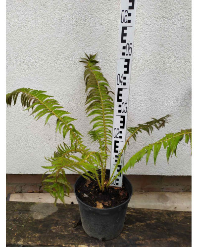 Папороть / Орляк звичайний | Pteridium aquilinum | Папоротник / Орляк обыкновенный