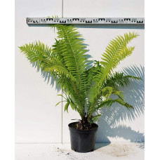 Папороть / Орляк звичайний | Pteridium aquilinum | Папоротник / Орляк обыкновенный