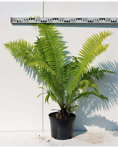 Папороть / Орляк звичайний | Pteridium aquilinum | Папоротник / Орляк обыкновенный