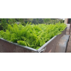 Папороть / Орляк звичайний | Pteridium aquilinum | Папоротник / Орляк обыкновенный