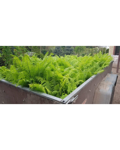 Папороть / Орляк звичайний | Pteridium aquilinum | Папоротник / Орляк обыкновенный