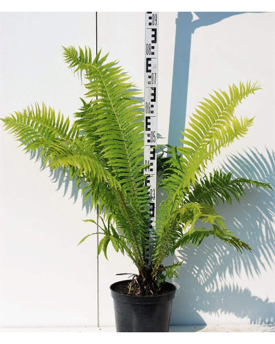 Папороть / Орляк звичайний | Pteridium aquilinum | Папоротник / Орляк обыкновенный