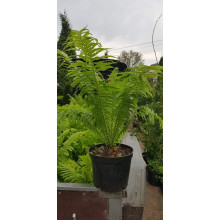Папороть / Орляк звичайний | Pteridium aquilinum | Папоротник / Орляк обыкновенный