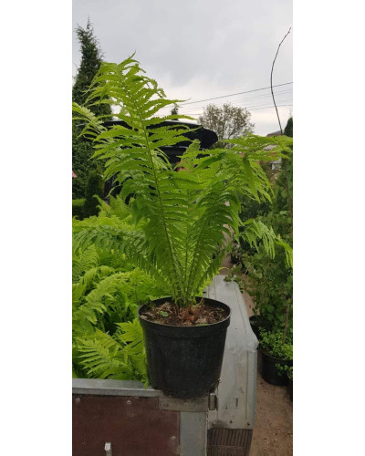 Папороть / Орляк звичайний | Pteridium aquilinum | Папоротник / Орляк обыкновенный
