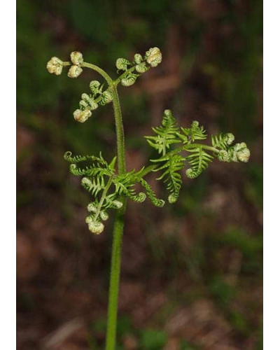 Папороть / Орляк звичайний | Pteridium aquilinum | Папоротник / Орляк обыкновенный