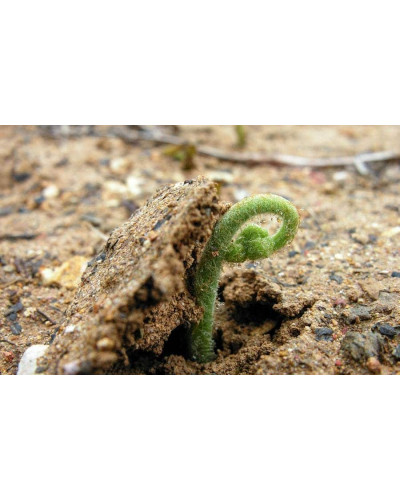 Папороть / Орляк звичайний | Pteridium aquilinum | Папоротник / Орляк обыкновенный