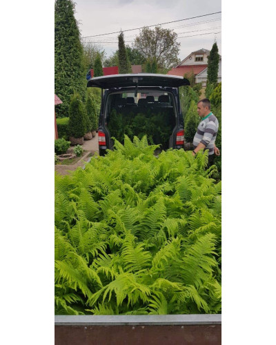 Папороть / Орляк звичайний | Pteridium aquilinum | Папоротник / Орляк обыкновенный