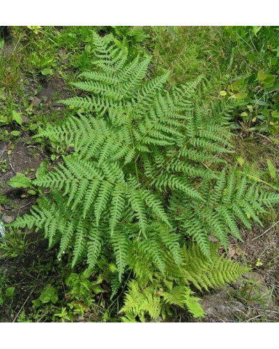 Папороть / Орляк звичайний | Pteridium aquilinum | Папоротник / Орляк обыкновенный