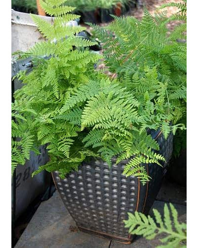 Папороть / Орляк звичайний | Pteridium aquilinum | Папоротник / Орляк обыкновенный