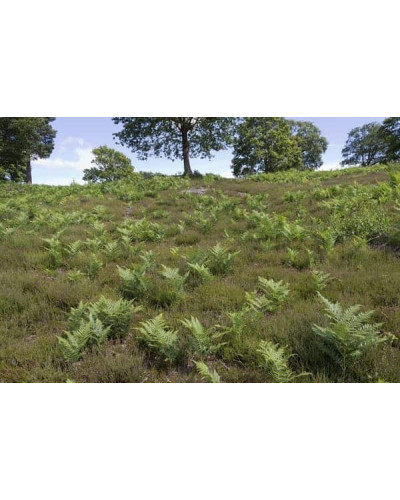Папороть / Орляк звичайний | Pteridium aquilinum | Папоротник / Орляк обыкновенный