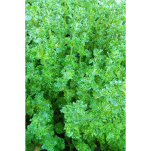 М’ята кучерява Кріспа | Mentha spicata Crispa | Мята кудрявая Криспа