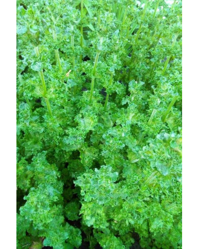 М’ята кучерява Кріспа | Mentha spicata Crispa | Мята кудрявая Криспа