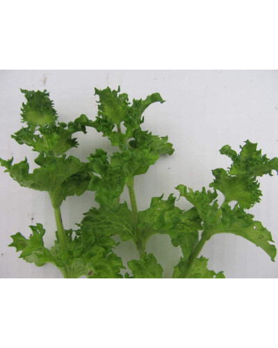 М’ята кучерява Кріспа | Mentha spicata Crispa | Мята кудрявая Криспа