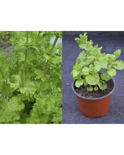 М’ята кучерява Кріспа | Mentha spicata Crispa | Мята кудрявая Криспа