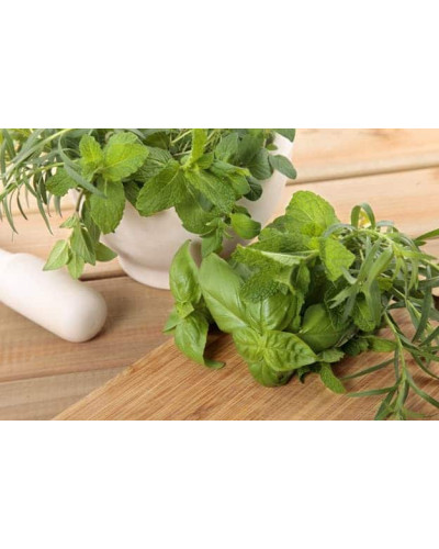 М’ята кучерява Кріспа | Mentha spicata Crispa | Мята кудрявая Криспа