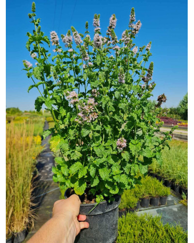 М’ята кучерява Кріспа | Mentha spicata Crispa | Мята кудрявая Криспа