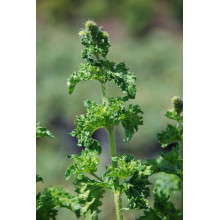 М’ята кучерява Кріспа | Mentha spicata Crispa | Мята кудрявая Криспа